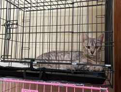 Herme, Kucing Eko Patrio Pulih Trauma Pasca Penjarahan