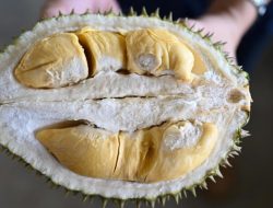Bea Cukai Batam Perketat Pintu Masuk Cegah Durian Ilegal