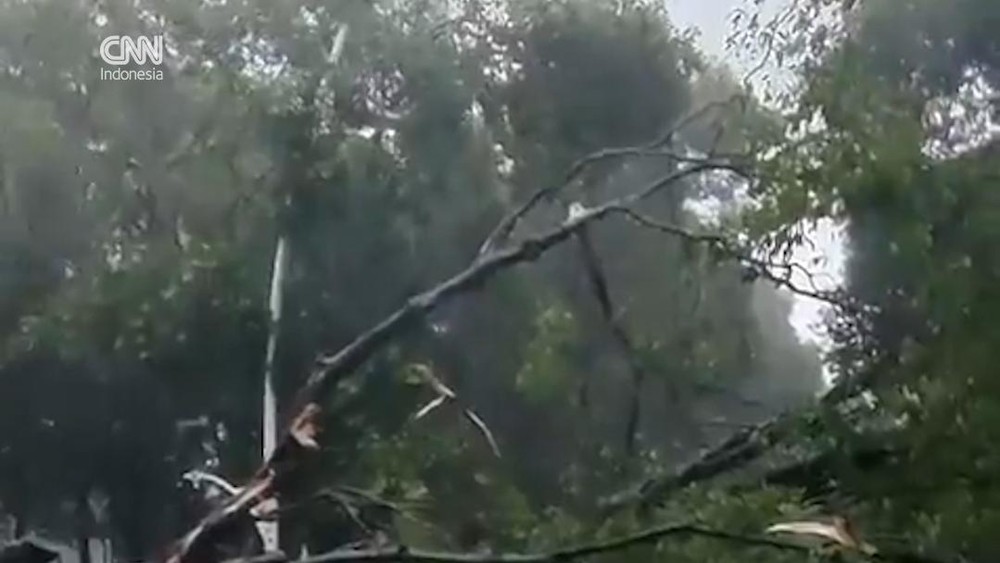 Tragis! Pohon Tumbang Renggut Nyawa di Dharmawangsa