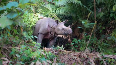Kabar Duka: Badak Jawa Musofa Tutup Usia di Lokasi Translokasi