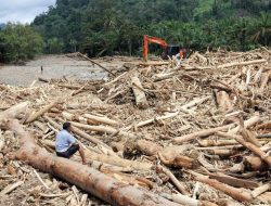 Banjir Sumatera: Ribuan Kayu Gelondongan, Ilegal Logging?