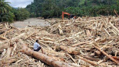 Banjir Sumatera: Ribuan Kayu Gelondongan, Ilegal Logging?
