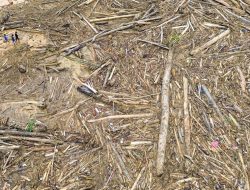 Deforestasi Sumut Masif, Walhi: Bukan Sekadar Cuaca Ekstrem!