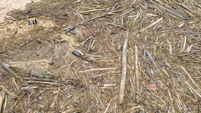 Deforestasi Sumut Masif, Walhi: Bukan Sekadar Cuaca Ekstrem!