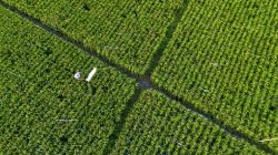 Denda Alih Fungsi Lahan: Mentan Proyeksi Surplus Beras 10 Juta Ton