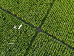 Denda Alih Fungsi Lahan: Mentan Proyeksi Surplus Beras 10 Juta Ton