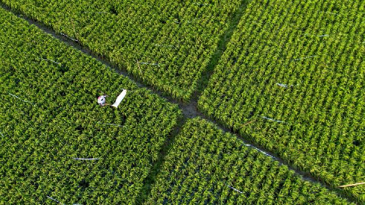 Denda Alih Fungsi Lahan: Mentan Proyeksi Surplus Beras 10 Juta Ton