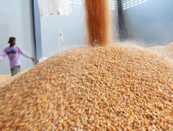 SPHP Jagung 2026: Ini Cara Peternak Dapatkan Pakan Bersubsidi