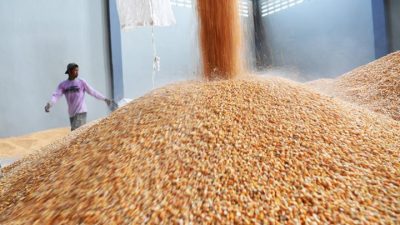SPHP Jagung 2026: Ini Cara Peternak Dapatkan Pakan Bersubsidi