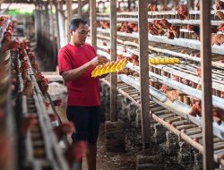 Inpres Swasembada Pangan Prabowo: Celios Ungkap Ancaman Ekonomi