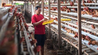 Inpres Swasembada Pangan Prabowo: Celios Ungkap Ancaman Ekonomi