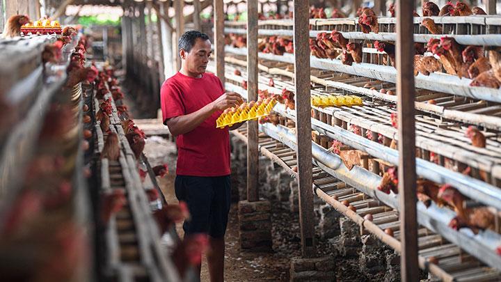 Inpres Swasembada Pangan Prabowo: Celios Ungkap Ancaman Ekonomi