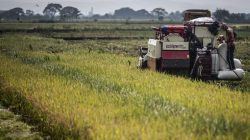 Rp 68,6 Triliun Bulog: Benteng Pangan Nasional, Penopang Petani