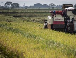Rp 68,6 Triliun Bulog: Benteng Pangan Nasional, Penopang Petani