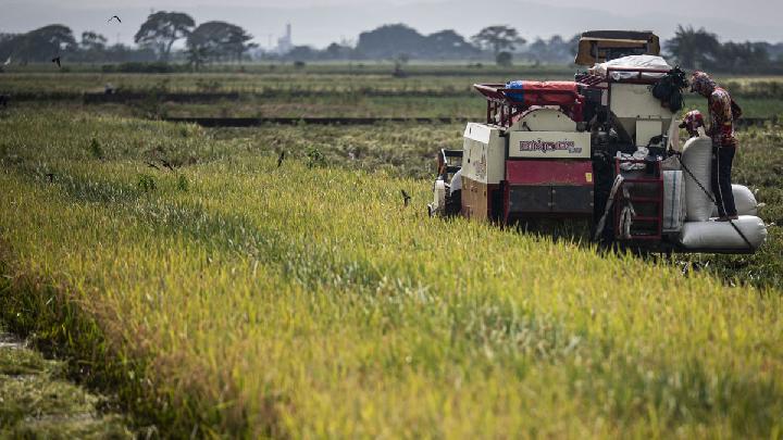 Rp 68,6 Triliun Bulog: Benteng Pangan Nasional, Penopang Petani