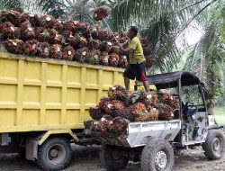 Amran Geram 130 Perusahaan Sawit Masih Membandel