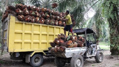 Amran Geram 130 Perusahaan Sawit Masih Membandel