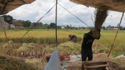Produksi Beras RI Turun Stok Bulog Disorot DPR