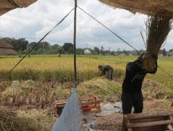 Produksi Beras RI Turun Stok Bulog Disorot DPR