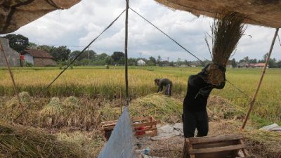 Produksi Beras RI Turun Stok Bulog Disorot DPR