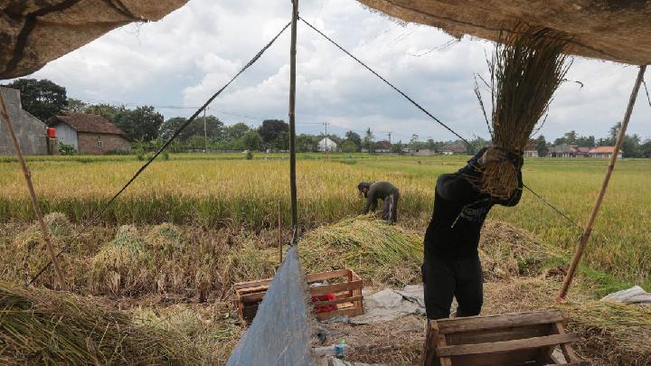 Produksi Beras RI Turun Stok Bulog Disorot DPR
