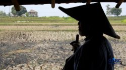 Harta Karun 16 Kg Emas di Sawah Klaten