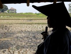 Harta Karun 16 Kg Emas di Sawah Klaten