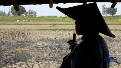 Harta Karun 16 Kg Emas di Sawah Klaten