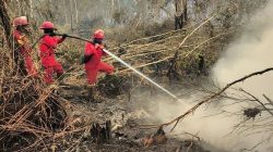 Teka Teki Karhutla dan Klarifikasi Emiten Perkebunan