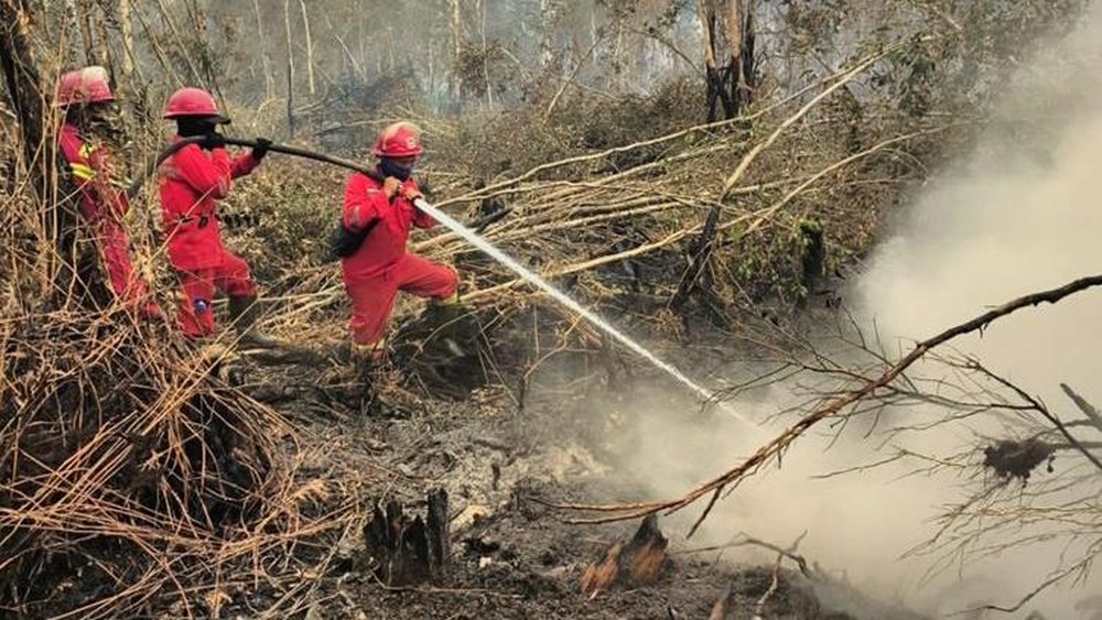 Teka Teki Karhutla dan Klarifikasi Emiten Perkebunan